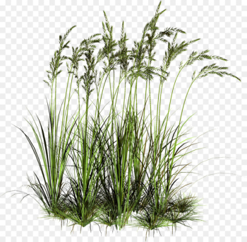 Rendering Plant Clip art - Tall Grass Png Pic 