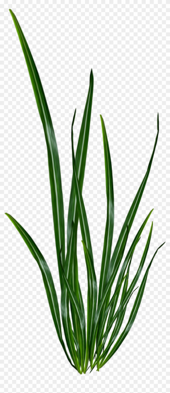 Renders Plante Verte - Portable Network Graphics Renders Plante Verte - Portable Network Graphics