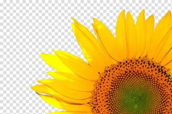 Renewable energy Solar thermal energy Solar power Resource, sunflower transparent background PNG clipart