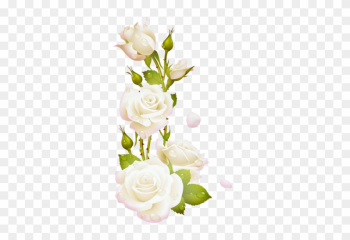 Renkli, Beyaz Güller, White Rose Png Pictures, Png - White Rose Frame Png