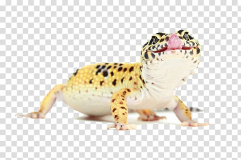 Reptile Common leopard gecko Lizard , Lizard Animals transparent background PNG clipart