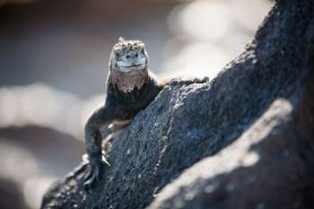 Reptile Smile On Rock Reptile Smile On Rock