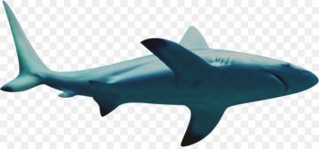 Requiem shark Icon - shark 