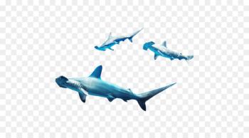 Requiem shark Marine biology - Flocks shark 