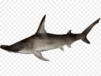 Requiem sharks Rough-toothed dolphin Fauna Marine biology -  