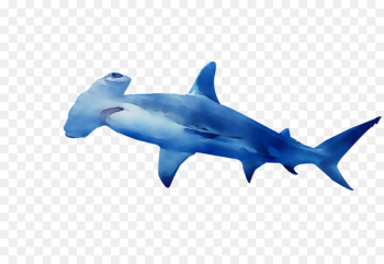 Requiem sharks Scalloped hammerhead Great white shark Great hammerhead Smalleye hammerhead -  