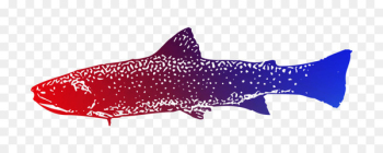 Requiem sharks Squaliform sharks Marine biology - Requiem sharks Squaliform sharks Marine biology -
