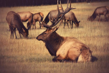 resting bulk on field resting bulk on field