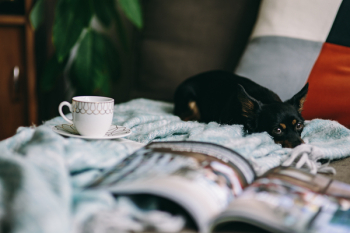 Resting with magazine and cute puppy Resting with magazine and cute puppy