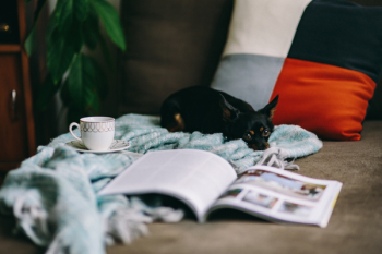 Resting with magazine and cute puppy Resting with magazine and cute puppy
