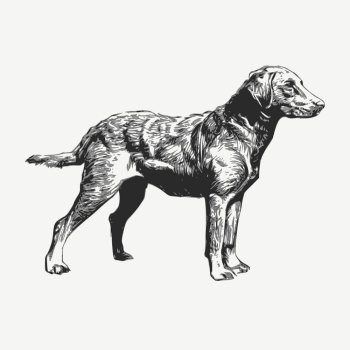 Retriever dog drawing, vintage illustration | Free PSD - rawpixel Retriever dog drawing, vintage illustration | Free PSD - rawpixel