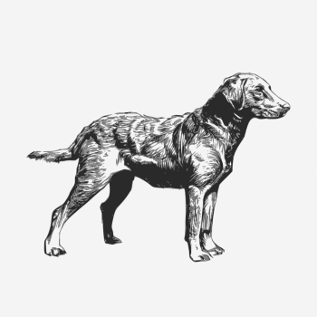 Retriever dog hand drawn illustration. | Free Photo - rawpixel