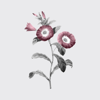 Retro floral sticker, vintage botanical | Free Vector Illustration - rawpixel