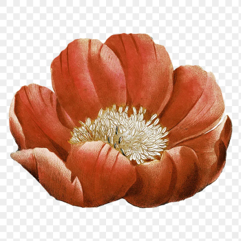 Retro flower png sticker, transparent | Free PNG Sticker - rawpixel Retro flower png sticker, transparent | Free PNG Sticker - rawpixel