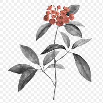 Retro flower png sticker, transparent | Free PNG Sticker - rawpixel Retro flower png sticker, transparent | Free PNG Sticker - rawpixel