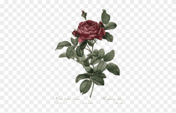 Retro Rose Illustration - Rose Flower Botanical Drawing Retro Rose Illustration - Rose Flower Botanical Drawing