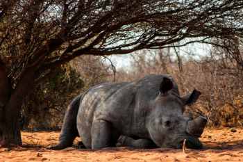 Rhino Lying on Ground Near Tree Rhino Lying on Ground Near Tree