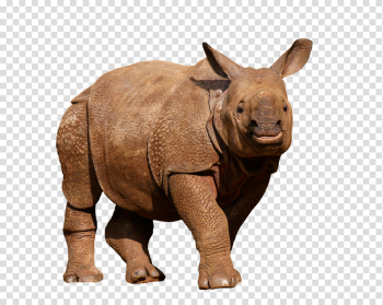 Rhino PNG Image Rhino PNG Image
