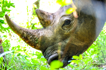 Rhinoceros Rhinoceros