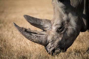 rhinoceros eating grass rhinoceros eating grass
