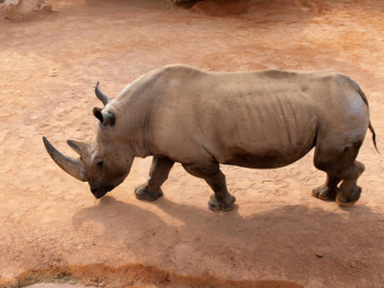 Rhinoceros on Brown Sand Rhinoceros on Brown Sand