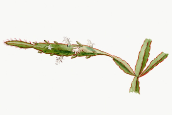 Rhipsalis illustration, botanical drawing | Free Photo Illustration - rawpixel Rhipsalis illustration, botanical drawing | Free Photo Illustration - rawpixel