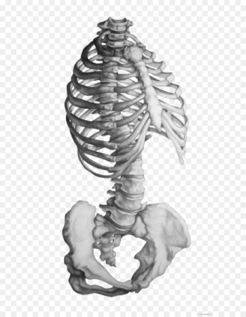 Rhode Island School of Design Anatomy Human skeleton Drawing - Gray sketch skeleton 