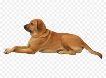Rhodesian Ridgeback Newfoundland dog Dog walking Mongrel Image - dogpng pattern 