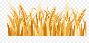 Rice Barley Arable land Farm - Golden wheat Rice Barley Arable land Farm - Golden wheat