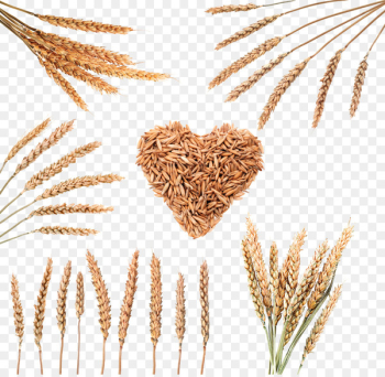 Rice Download Cereal Wheat - Wheat grain image Rice Download Cereal Wheat - Wheat grain image