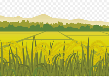 Rice Euclidean vector Paddy Field Harvest - Paddy fields in the countryside 
