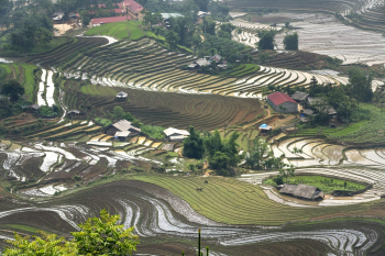Rice Field Rice Field