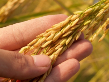 Rice Grain Rice Grain