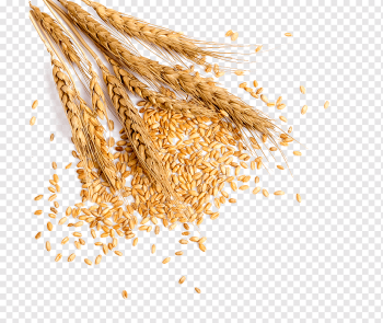rice grains, Wheat Grauds Bread, Full of wheat, food, oat, whole Grain png rice grains, Wheat Grauds Bread, Full of wheat, food, oat, whole Grain png