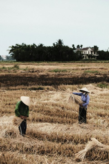 Rice Harvesting in Asian Fields Rice Harvesting in Asian Fields