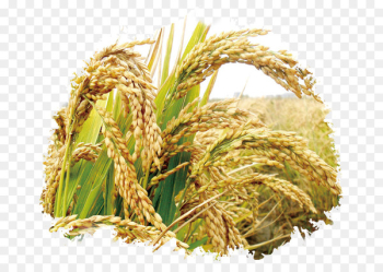 Rice Seed Cereal Germination Wheat - Rice publicity Rice Seed Cereal Germination Wheat - Rice publicity