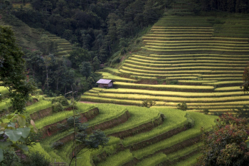 Rice Terraces Rice Terraces