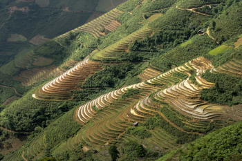 Rice Terraces Rice Terraces