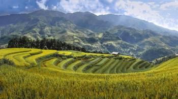 Rice Terraces Rice Terraces