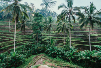Rice Terraces Bali Rice Terraces Bali