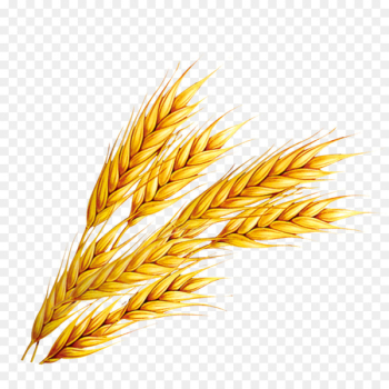 Rice Wheat - Wheat Rice Wheat - Wheat