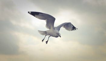 Ring-billed Gull Flying at Daytime Ring-billed Gull Flying at Daytime