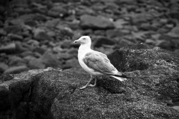 Ring-billed Gull Standing on Rock Grayscale Photography Ring-billed Gull Standing on Rock Grayscale Photography