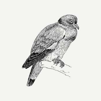 Ring dove bird clipart, vintage | Free PSD Illustration - rawpixel Ring dove bird clipart, vintage | Free PSD Illustration - rawpixel