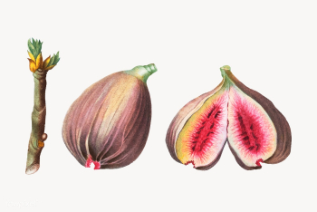 Ripe figs | Free stock vector - 568692 Ripe figs | Free stock vector - 568692