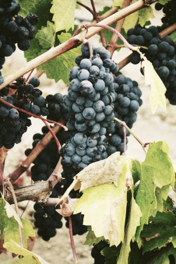 ripe grape ripe grape