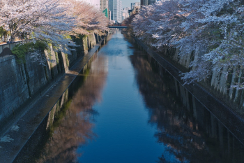 River and Cherry Blossoms River and Cherry Blossoms