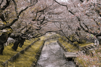 River Between Cherry Blossoms River Between Cherry Blossoms