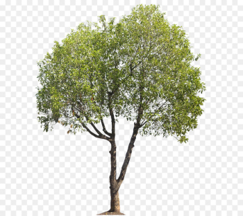 River birch Tree Landscape architecture - heart tree River birch Tree Landscape architecture - heart tree