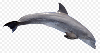 River dolphin Bottlenose dolphin Wallpaper - Dolphin River dolphin Bottlenose dolphin Wallpaper - Dolphin